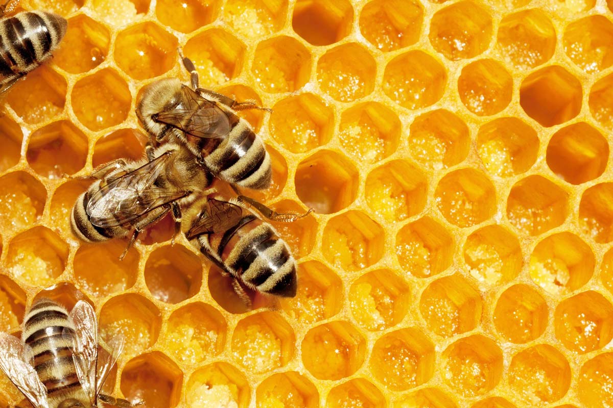 Why you should eat more honey