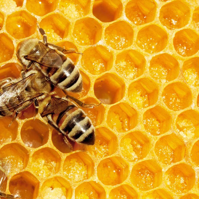 Why you should eat more honey